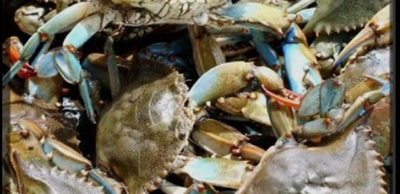 Vente de crabes