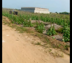 𝐕𝐄𝐍𝐓𝐄 𝐓𝐄𝐑R𝐀𝐈𝐍 𝐏𝐋𝐀T