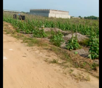 𝐕𝐄𝐍𝐓𝐄 𝐓𝐄𝐑R𝐀𝐈𝐍 𝐏𝐋𝐀T