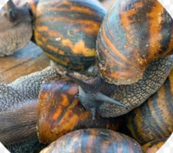 Vente d escargots de brousse
