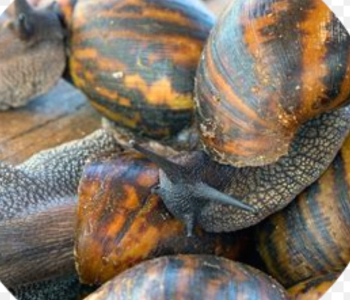 Vente d escargots de brousse