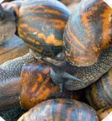Vente d escargots de brousse