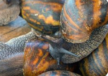 Vente d escargots de brousse